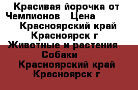 Красивая йорочка от Чемпионов › Цена ­ 25 000 - Красноярский край, Красноярск г. Животные и растения » Собаки   . Красноярский край,Красноярск г.